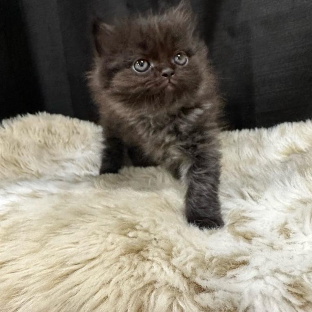MEET FELIX 🐈‍⬛ - Picture 12 of 12
